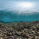 Illustration for article titled This is What a Mass Die-off of Earths Coral Reefs Looks Like